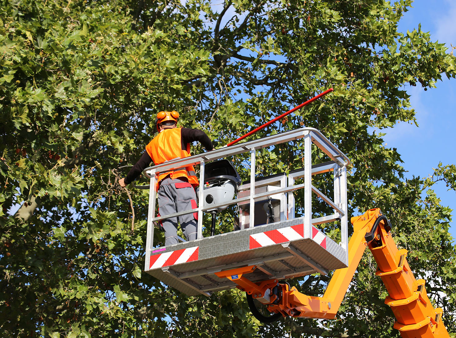 Tree Cutting, Tree Care