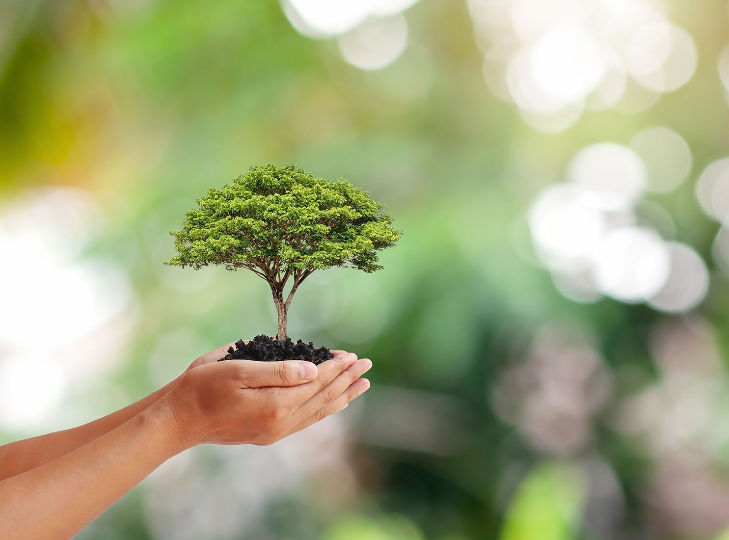 The Tree That Grows In The Hands Of The People Tree Planting Con The Tree That Grows In The Hands Of The People Tree Planting Con