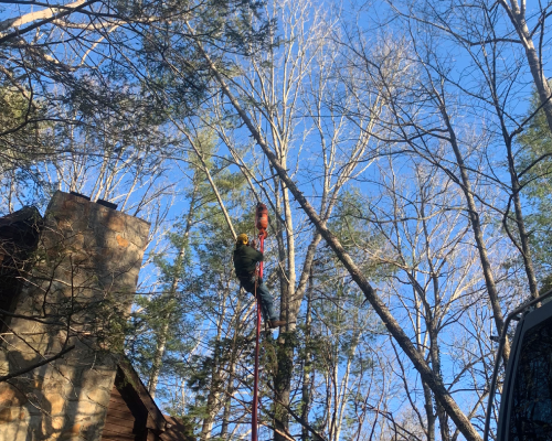 Pruning (1) Pruning (1)